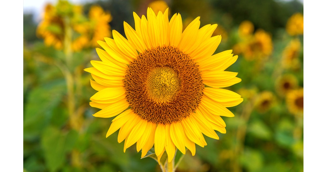 Sunflower + Borage Seed Oil for Skin