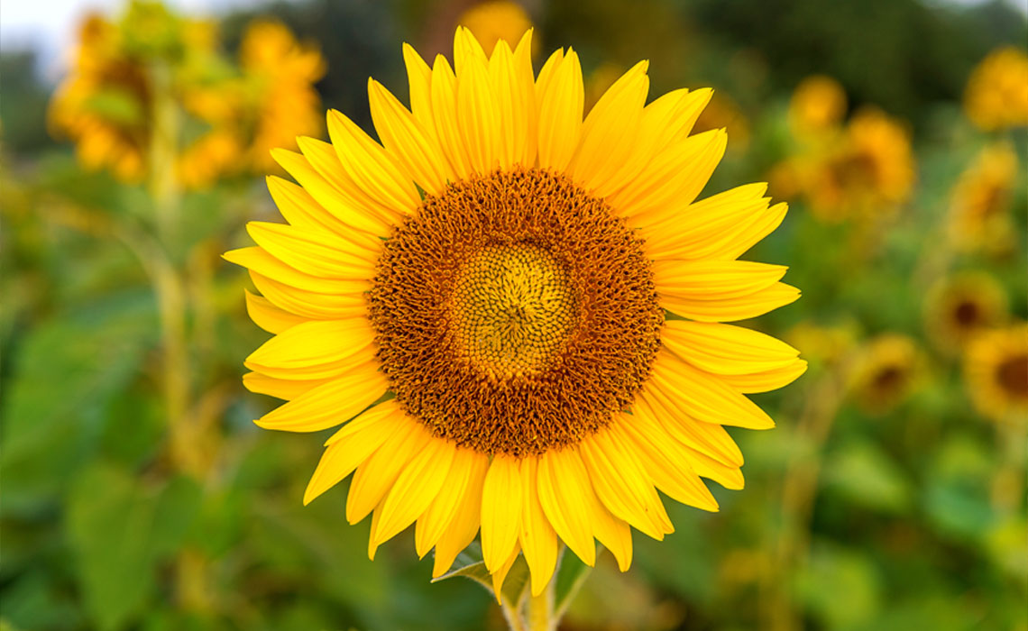 Sunflower + Borage Seed Oil for Skin