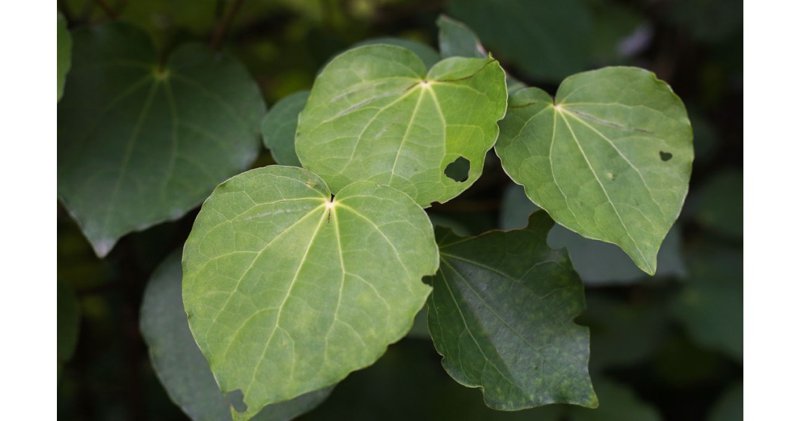 Why Kawakawa is great for your skin