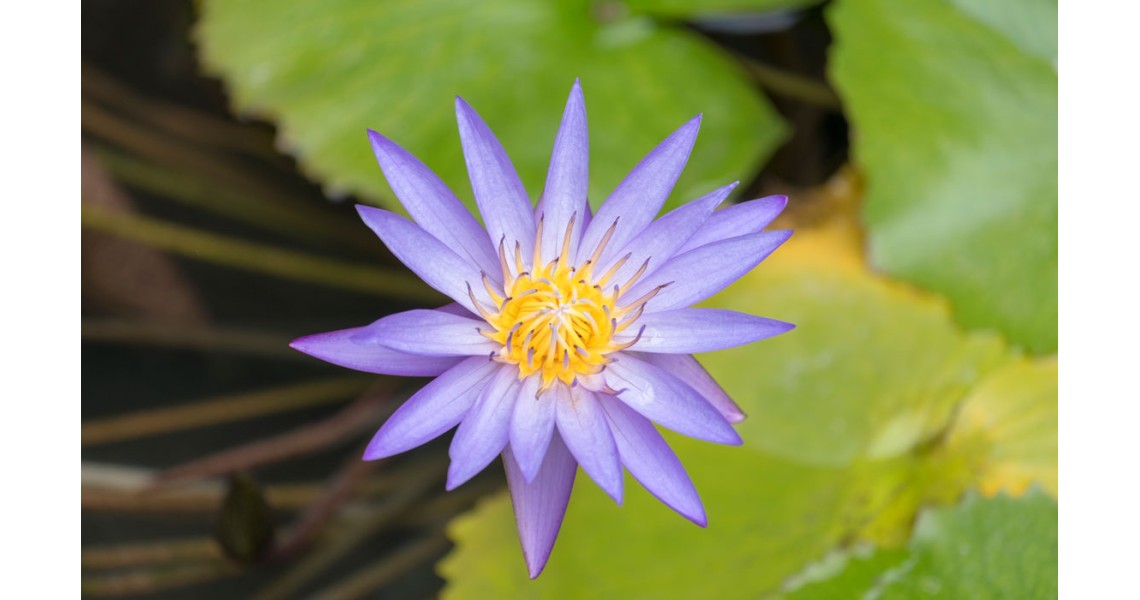 The Amazing Benefits of Blue Lotus 