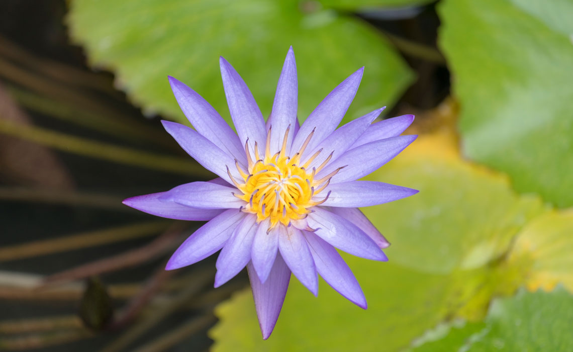 The Amazing Benefits of Blue Lotus 