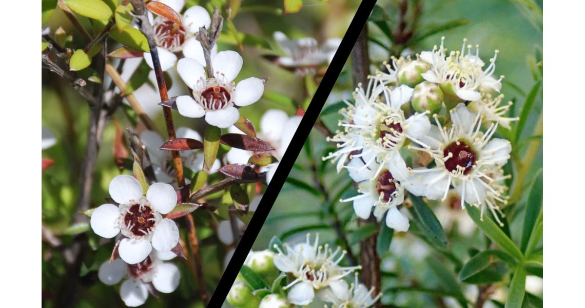 Skin Benefits of Mānuka and Kānuka