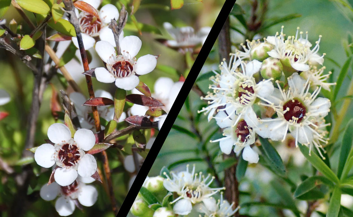 Skin Benefits of Mānuka and Kānuka