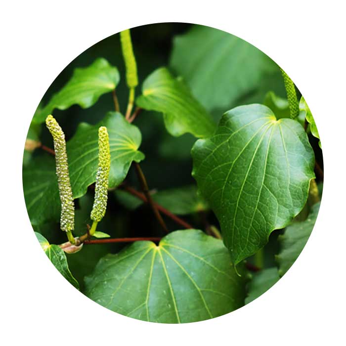 About Kawakawa kawakawabalm.co.nz