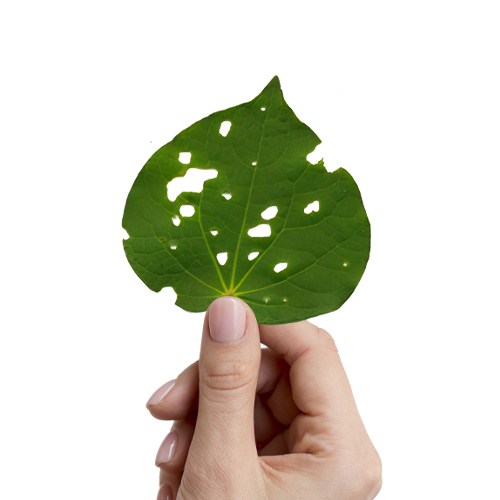 What is Kawakawa