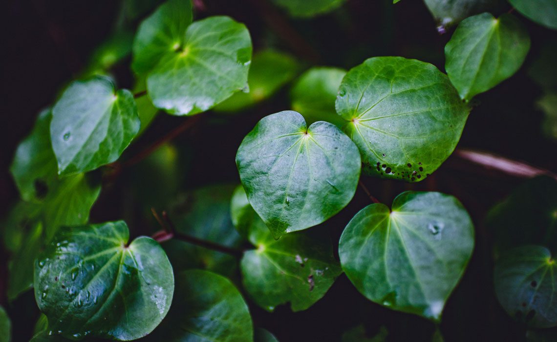 Kawakawa Skincare