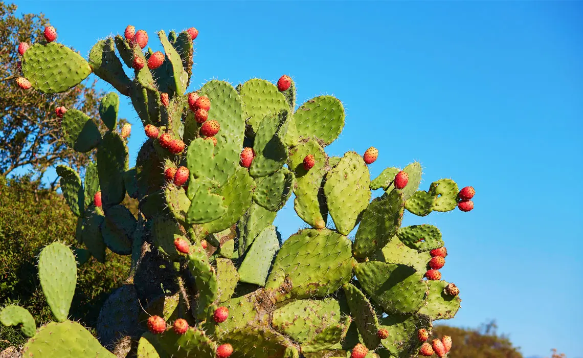 Prickly pear seed oil in skincare