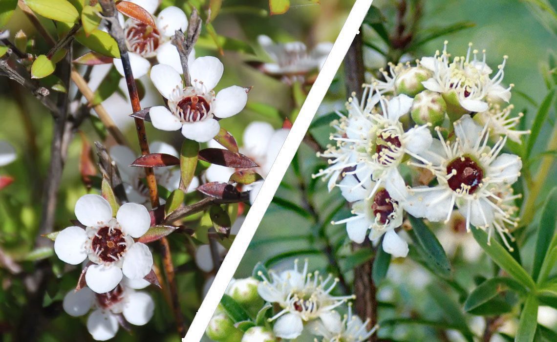 Mānuka vs Kānuka: