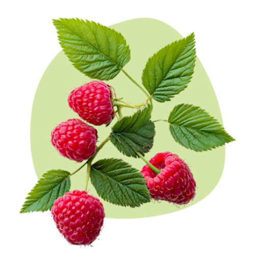 Raspberry Seed Oil Raspberry Seed Oil