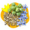 A collage of botanical elements on a bright yellow background, featuring yellow sunflower petals, green spiky castor bean pods, striped sunflower seeds, and blue star-shaped borage flowers
