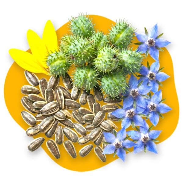 A collage of botanical elements on a bright yellow background, featuring yellow sunflower petals, green spiky castor bean pods, striped sunflower seeds, and blue star-shaped borage flowers