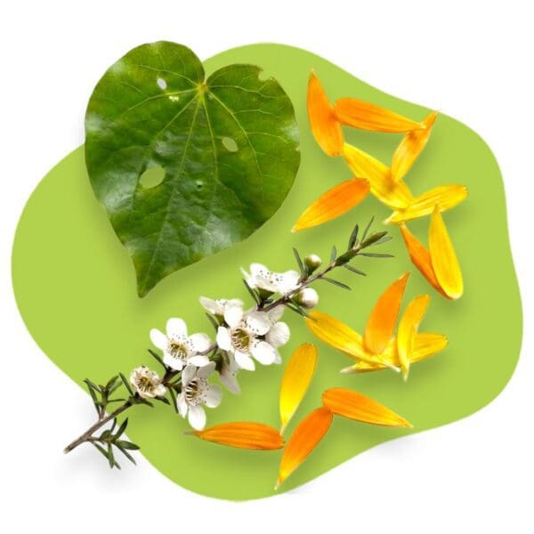 A botanical arrangement featuring native New Zealand flora on a light green background. It includes a heart-shaped Kawakawa leaf with small holes, a flowering Mānuka branch with delicate white blossoms, and scattered yellow and orange Calendula petals.