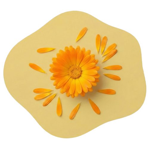 Golden Calendula