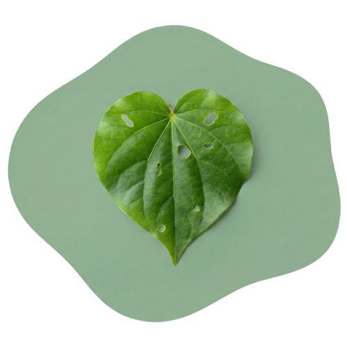 Native Kawakawa