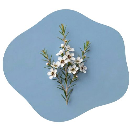 Native Manuka