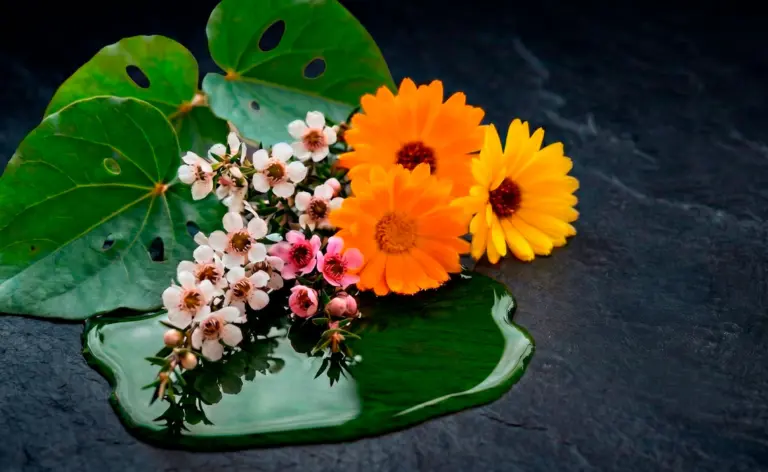 A flat lay of natural fragrance free moisturiser oil alongside green New Zealand Kawakawa leaves