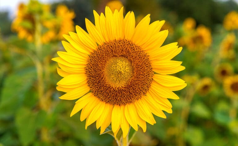 How Sunflower and Borage Seed Oils Repair Sensitive Skin