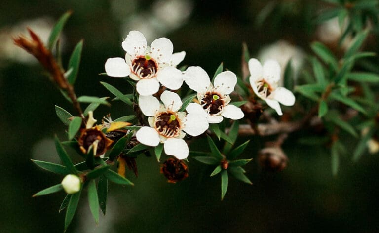Mānuka Oil & Leaf Extract Skincare Benefits