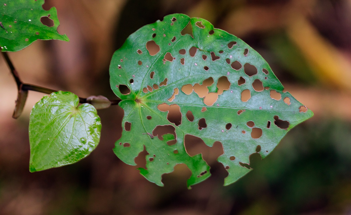 Alt text: A close-up shot of a bright green leaf riddled with numerous small and large holes from insect damage, next to a smaller, glossy intact leaf on a slender stem against a soft, blurred background