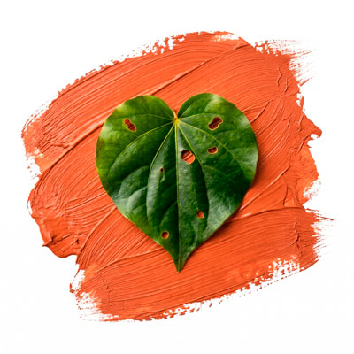 Kawakawa Infused